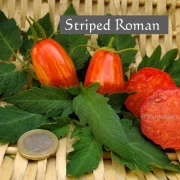 Striped Roman, Flaschentomate