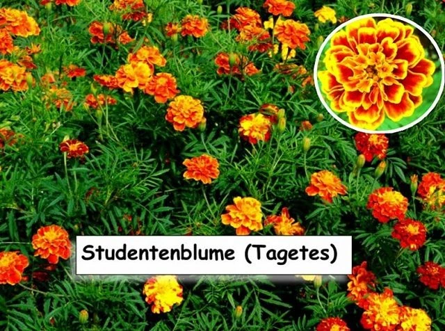 Studentenblume (Tagetes)