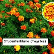 Studentenblume (Tagetes)