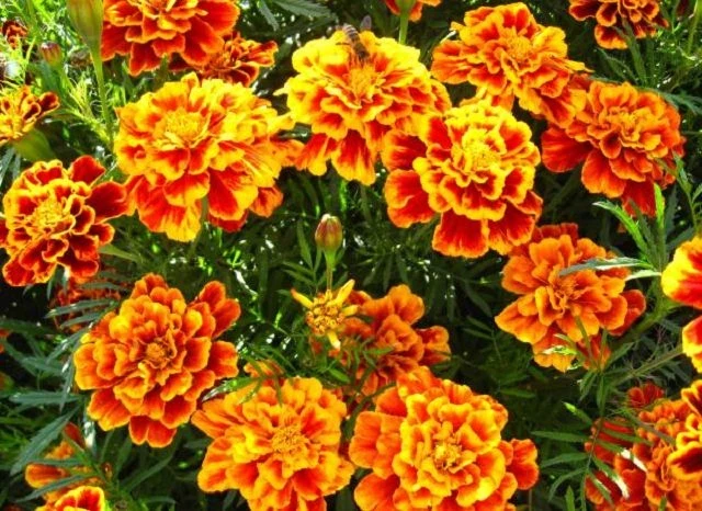 Studentenblume (Tagetes)