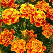 Studentenblume (Tagetes)