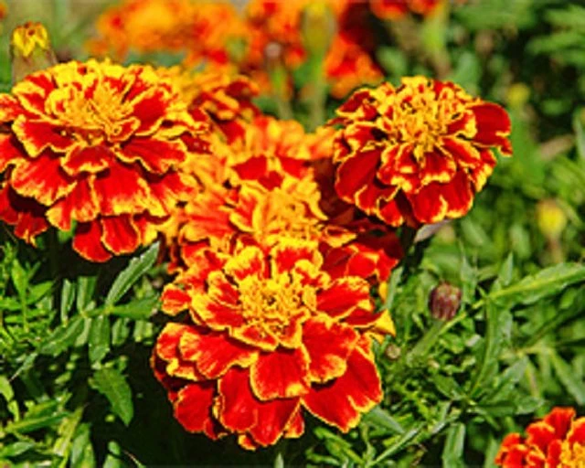 Studentenblume (Tagetes)