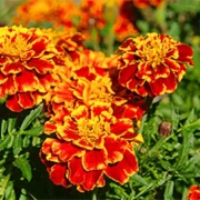 Studentenblume (Tagetes)