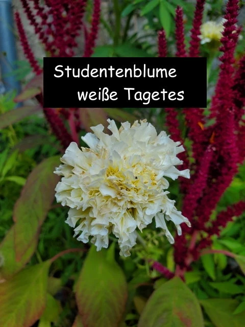 Studentenblume Weiße Tagetes