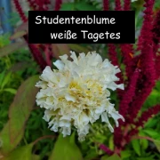Studentenblume Weiße Tagetes