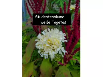 Studentenblume Weiße Tagetes