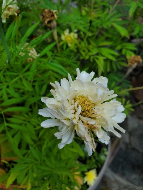 Studentenblume Weiße Tagetes