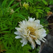 Studentenblume Weiße Tagetes
