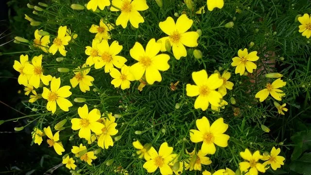 Studentenblume, mini, gelb