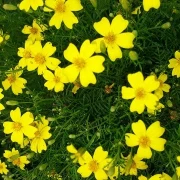 Studentenblume, mini, gelb