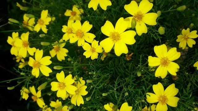 Studentenblume, mini, gelb