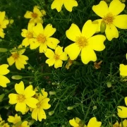 Studentenblume, mini, gelb