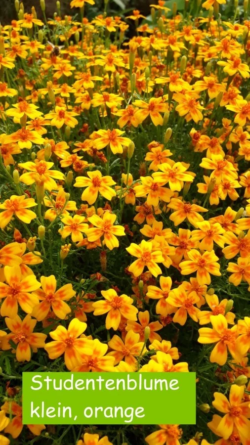 Studentenblume, mini, orange