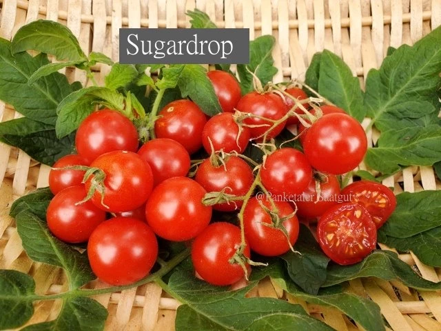 Sugardrop