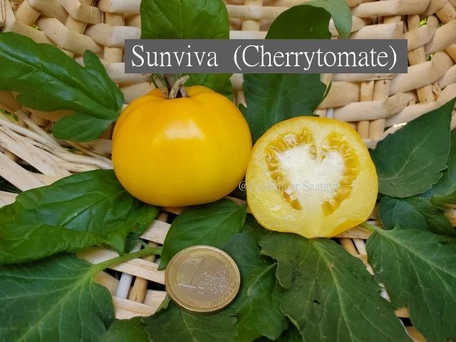 Sunviva  (Cherrytomate)