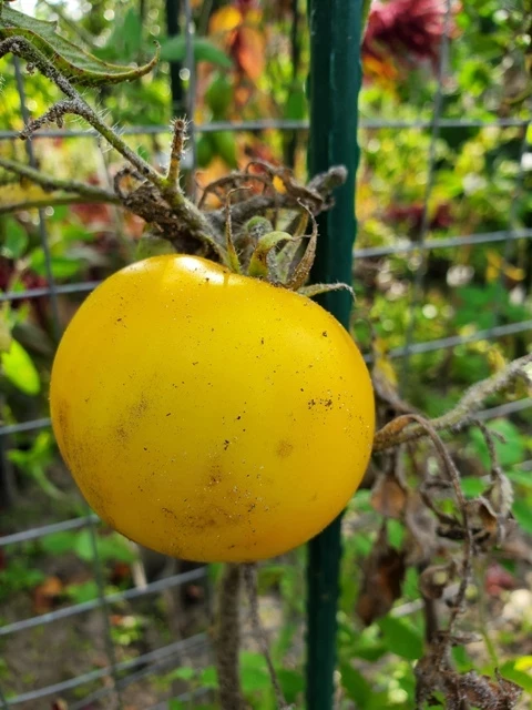 Sunviva  (Cherrytomate)