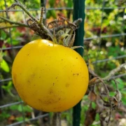 Sunviva  (Cherrytomate)