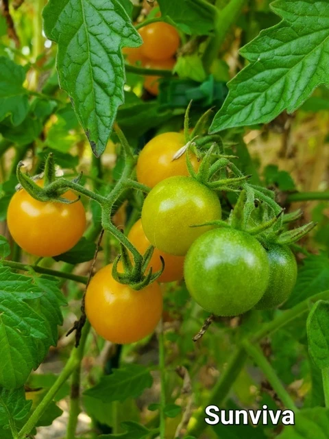 Sunviva  (Cherrytomate)