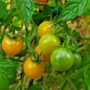 Sunviva  (Cherrytomate)