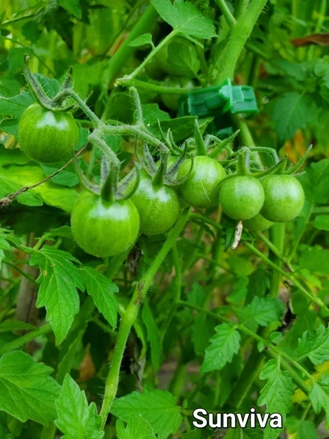 Sunviva  (Cherrytomate)