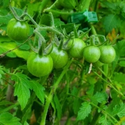 Sunviva  (Cherrytomate)