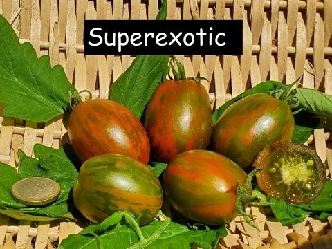 Superexotic