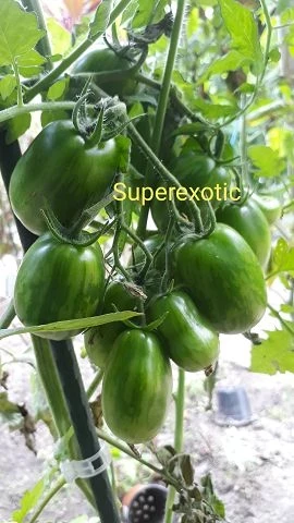 Superexotic