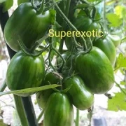 Superexotic