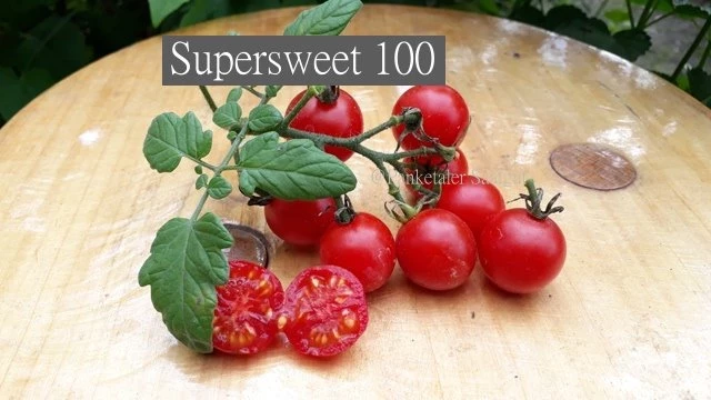 Supersweet 100