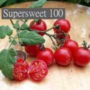 Supersweet 100