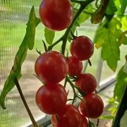 Supersweet 100