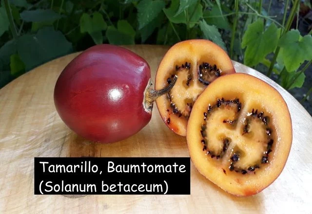Tamarillo, Baumtomate (Solanum betaceum)