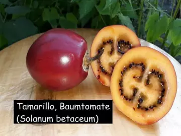 Tamarillo, Baumtomate (Solanum betaceum)