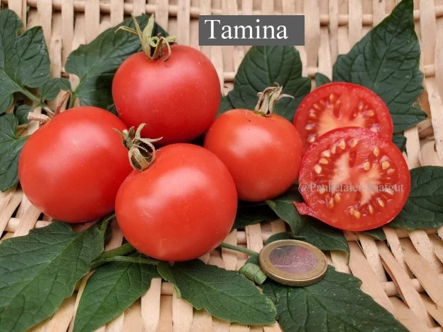Tamina (Stabtomate)