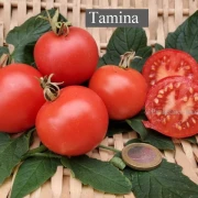 Tamina (Stabtomate)