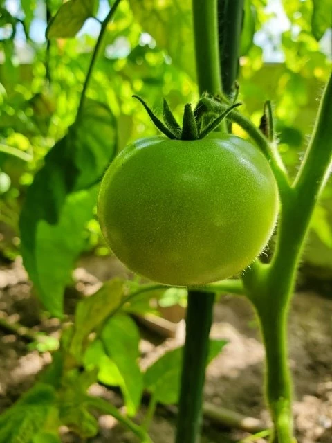 Tamina (Stabtomate)
