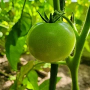 Tamina (Stabtomate)