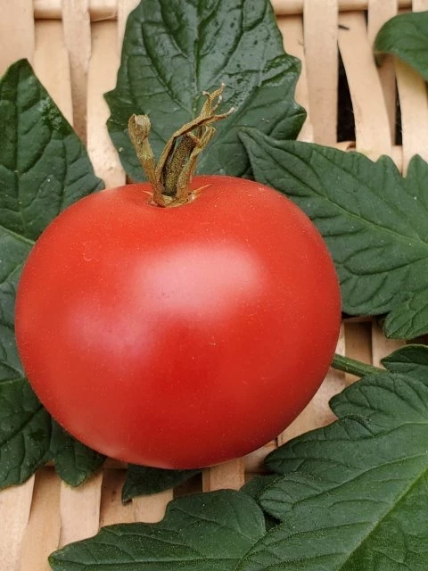 Tamina (Stabtomate)