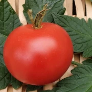 Tamina (Stabtomate)