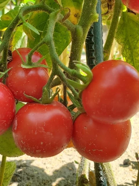 Tamina (Stabtomate)
