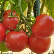 Tamina (Stabtomate)