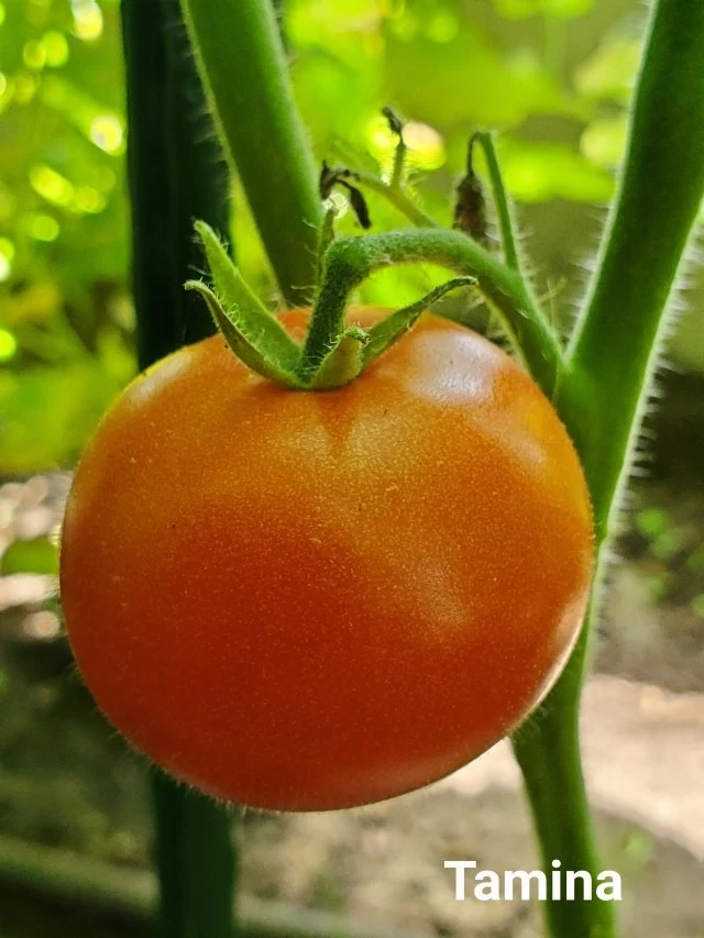 Tamina (Stabtomate)