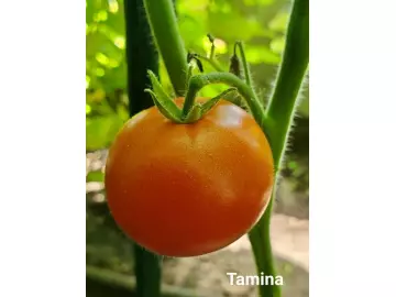 Tamina (Stabtomate)