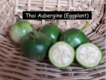 Thai Aubergine (Eggplant)