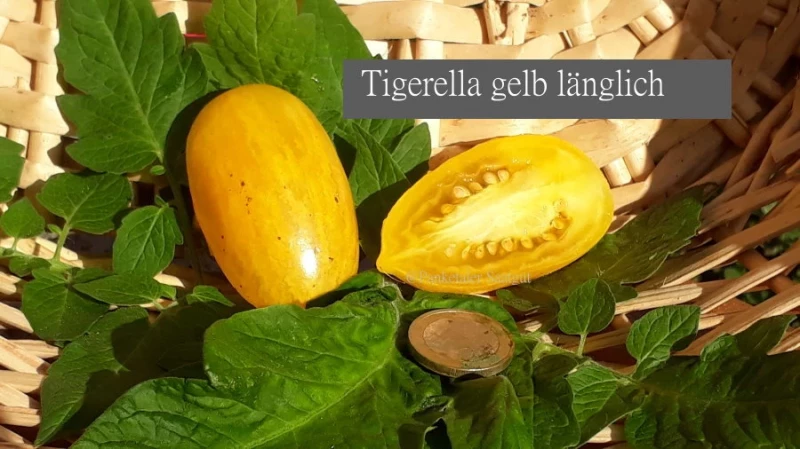 Tigerella gelb länglich
