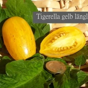 Tigerella gelb länglich