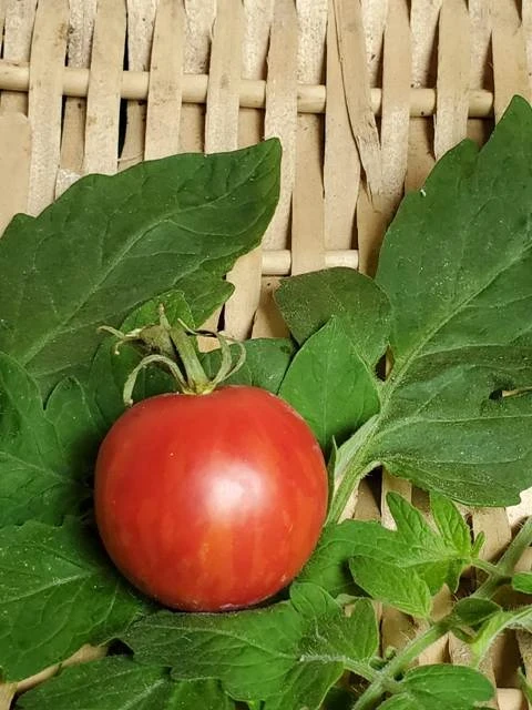 Tigerella rot