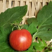 Tigerella rot