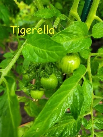 Tigerella rot