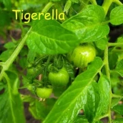 Tigerella rot
